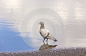 An urban pigeon reflecting in water