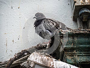 Urban pigeon roosting in dirty, unhygienic place.