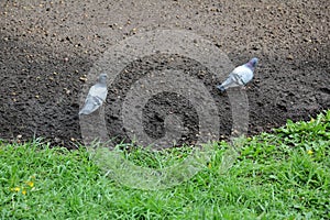 Urban pigeon`s life