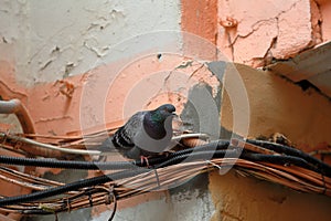 Urban pigeon`s life