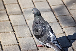 An urban pigeon sits on a paved path in the park
