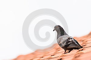 Urban pigeon sitting on house roof