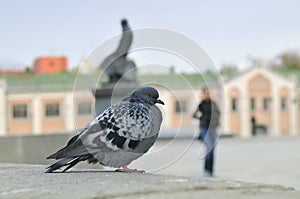 Urban pigeon sitting on a stone parapet.
