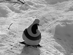 Urban pigeon on the snow on the black and white image