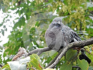 Urban pigeon and sparrow sit on one branch of lime on a blurred background of green foliage