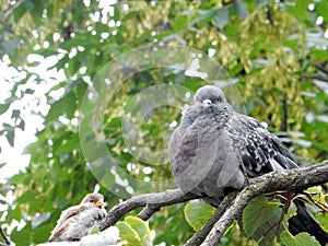 Urban pigeon and sparrow sit on one branch of lime on a blurred background of green foliage