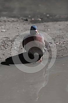 Urban pigeon standing on soil muddy ground, vertical , close-up