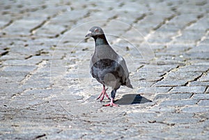 Urban pigeon on a stone-paved square