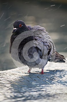 Urban pigeon takes a bath