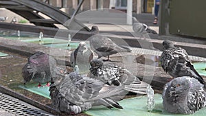 urban pigeon washing in fountain. city street life. sunny day.