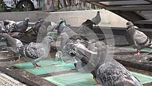 Urban pigeon washing in fountain. City street life. Sunny day.