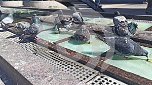 Urban pigeon washing in fountain. City street life. Sunny day
