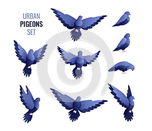 Urban Pigeons Flat Set