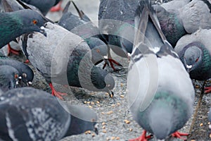 Urban pigeons peck grain photo