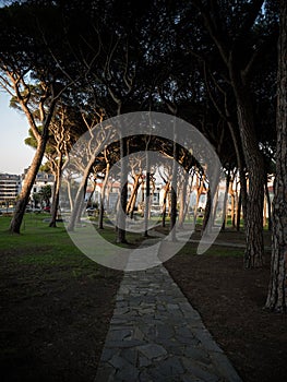Urban pine tree park Parque Los Pinares with walkway path trail in city of Santander Cantabria Spain Europe photo