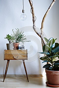 Urban plants in modern apartment sunny daylight individual design elements