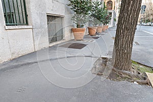 Urban problem with tree roots. Sidewalk in the city of Milan, Italy photo