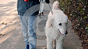 On the urban promenade, a lad walks alongside a regal standard poodle, forging a bond of youthful camaraderie beneath the city