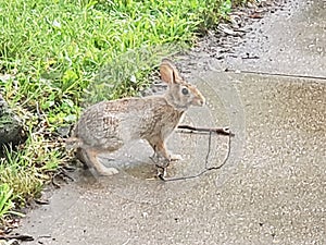 Urban Rabbit after rain