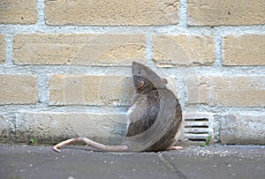 Urban rat