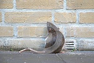 Urban rat photo