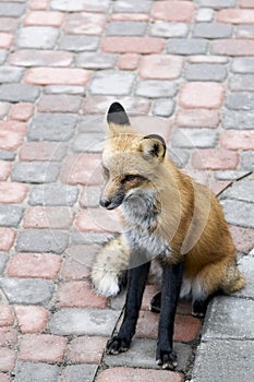 Urban Red Fox