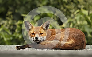 Urban red fox sleeping on the roof of a shed