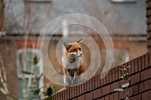 Urban red fox Vulpes vulpes wandering on top of brick wall.