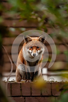 Urban red fox Vulpes vulpes wandering on top of brick wall.