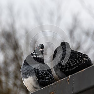 Urban rock dove with female dove close-up against a cloudy spring sky