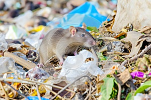 Urban Rodents: Survivors of Neglect.