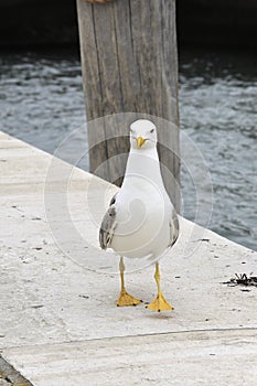 Urban seagull great white seagull