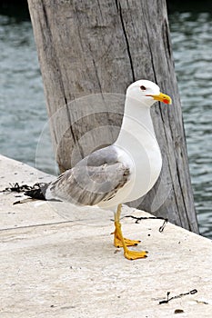 Urban seagull great white seagull
