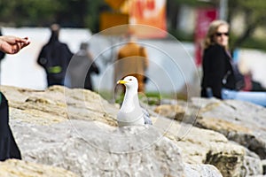 An urban seagull wandering among the people on the beach watching the smokers