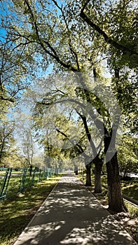 Urban shady walking path in the park on a sunny summer day with green trees