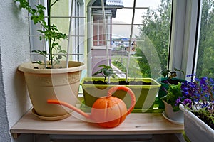 Urban small garden on the balcony. Plants in pots and containers and bright orange watering can