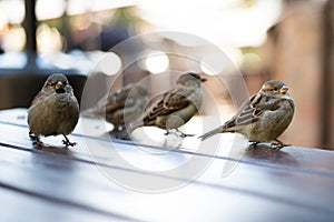 Urban sparrows in a cafe on the table.