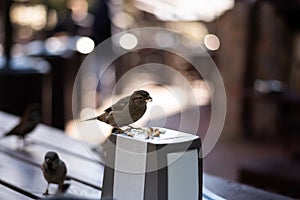 Urban sparrows in a cafe on the table.