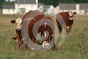 Urban Sprawl: Homes vs Cows photo