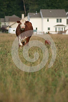 Urbano trepar casas contra vacas 