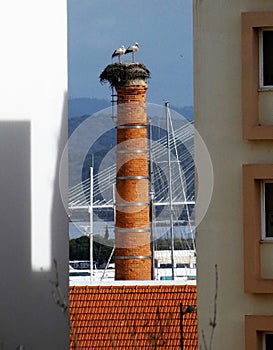 Urban Storks on Nest in Portimao