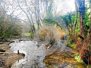 Urban stream running though a woodland photo