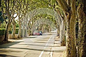 Urban tree line street in Zadar