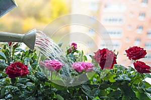 The urban urge for green:balcony roses are