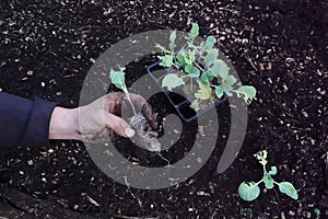 urban vegetable garden concept planting cabbage. man shows how to grow cabbage in the ground holding a young plant