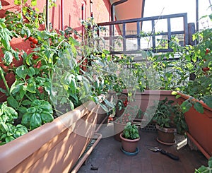 Urban vegetable garden with large pots on the terrace