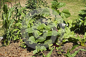 Urban vegetable garden with mixed crops