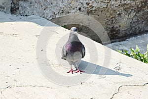 Urban wild blue dove on the pavement