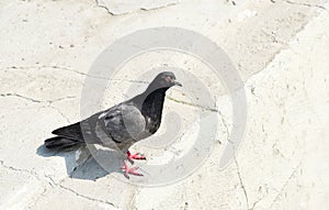 Urban wild blue dove on the pavement