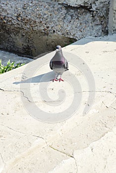 Urban wild blue dove on the pavement. vertical